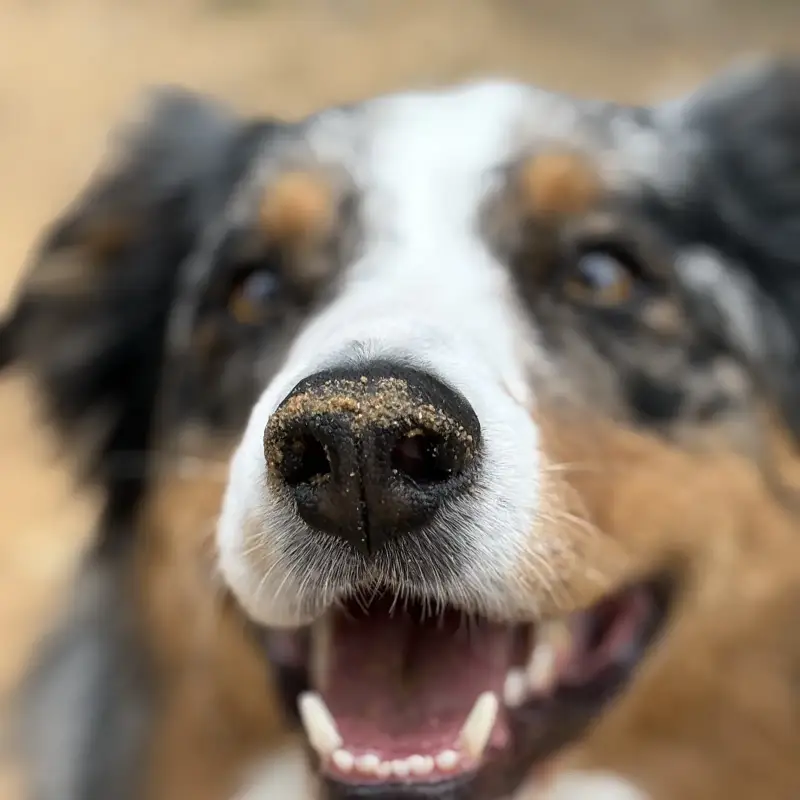Chien en cours d'adaptation dans un nouveau foyer à Montpellier