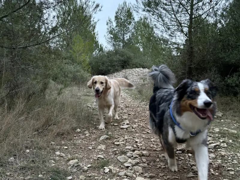 Promeneur de chiens professionnel à Montpellier