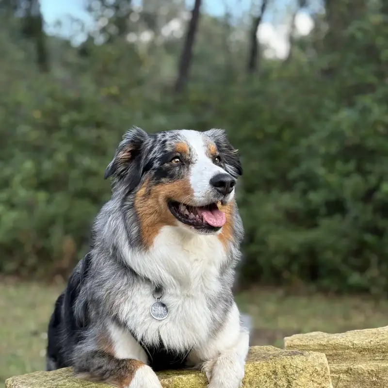 Visites à domicile pour animaux à Montpellier par AMUNI
